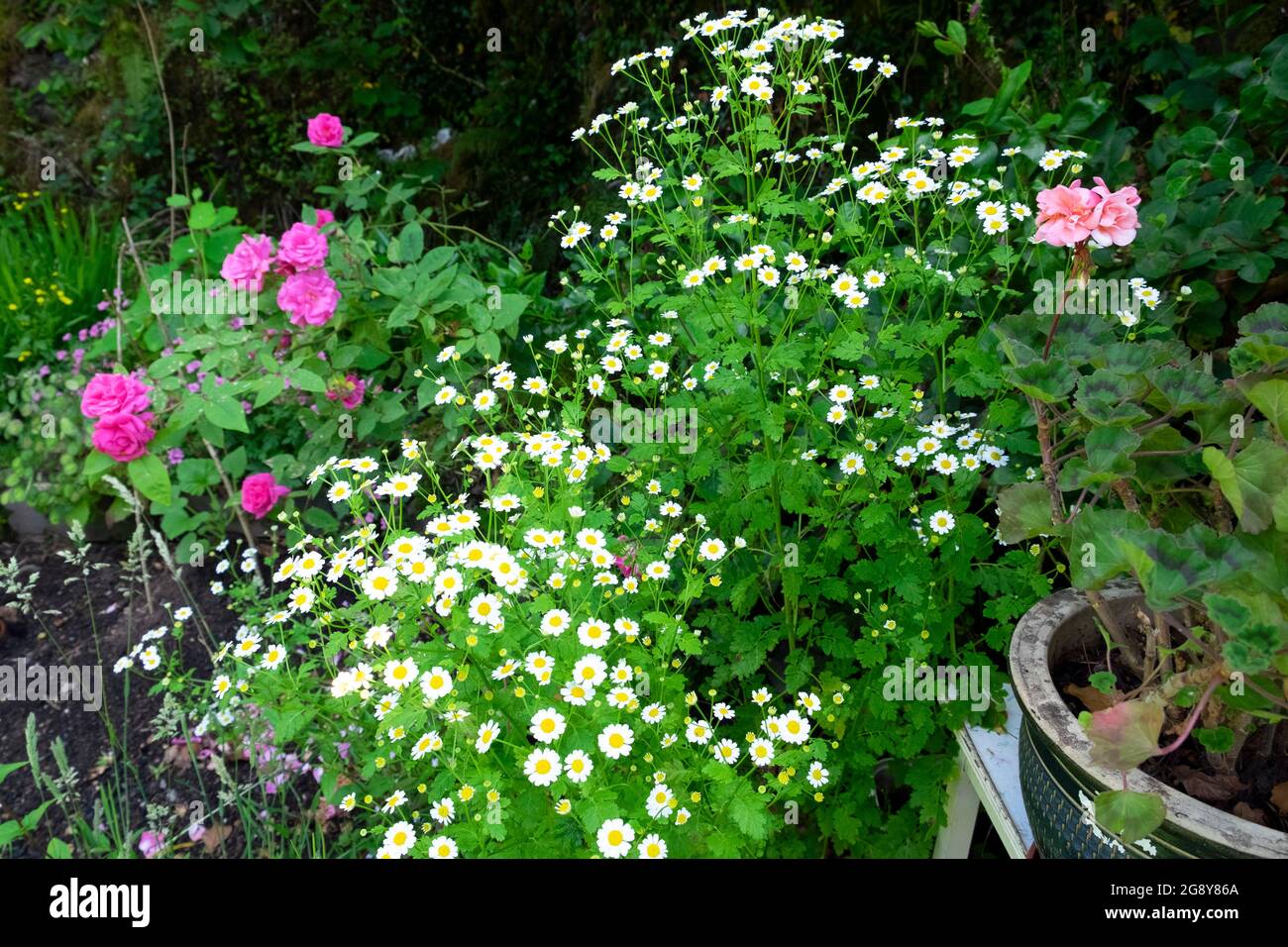 Feverfew growing with pink rose zephirine drouhin in summer small Welsh back country garden in rural Carmarthenshire Wales UK  KATHY DEWITT Stock Photo