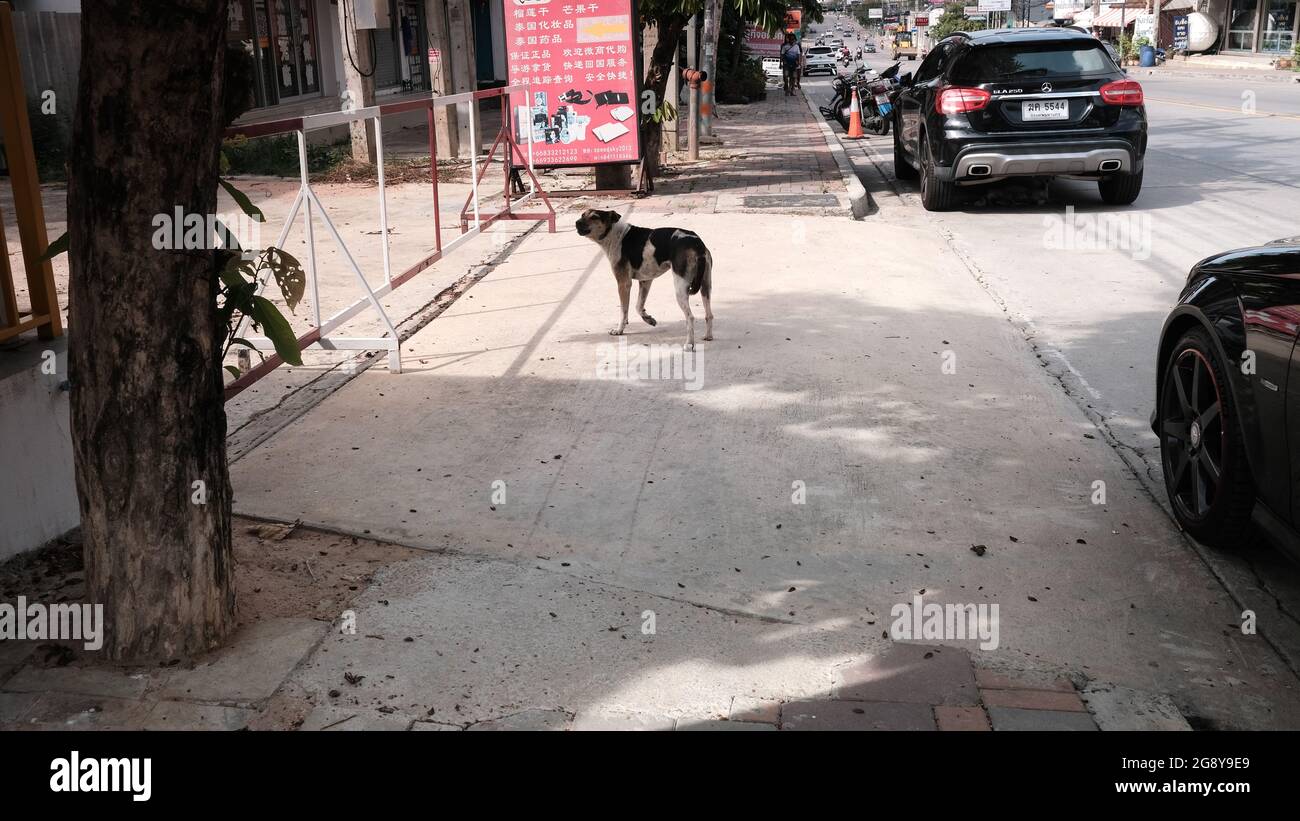 Wild Street Dogs aka Soi Dogs North Central Pattaya Thailand Stock Photo