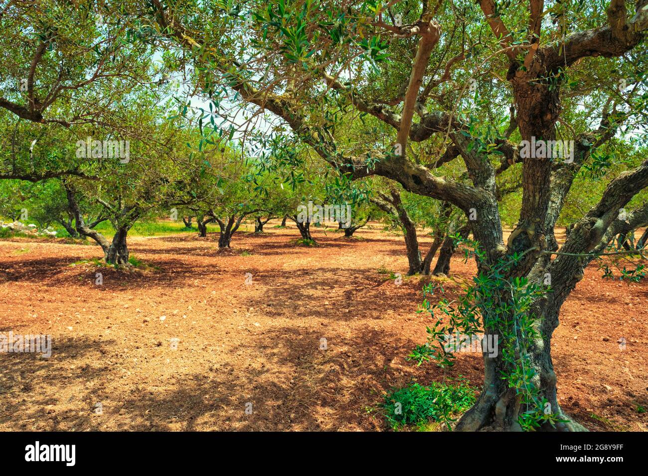Olive trees Olea europaea in Crete, Greece for olive oil production