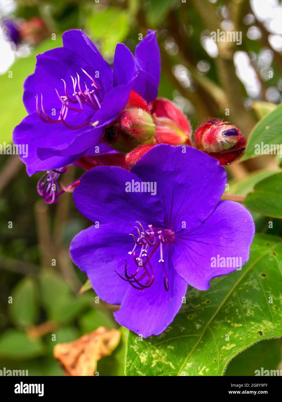 Macro photography of two Andean princes flowers captured at the central Andes of Colombia near the town of Arcabuco, Boyaca. Stock Photo