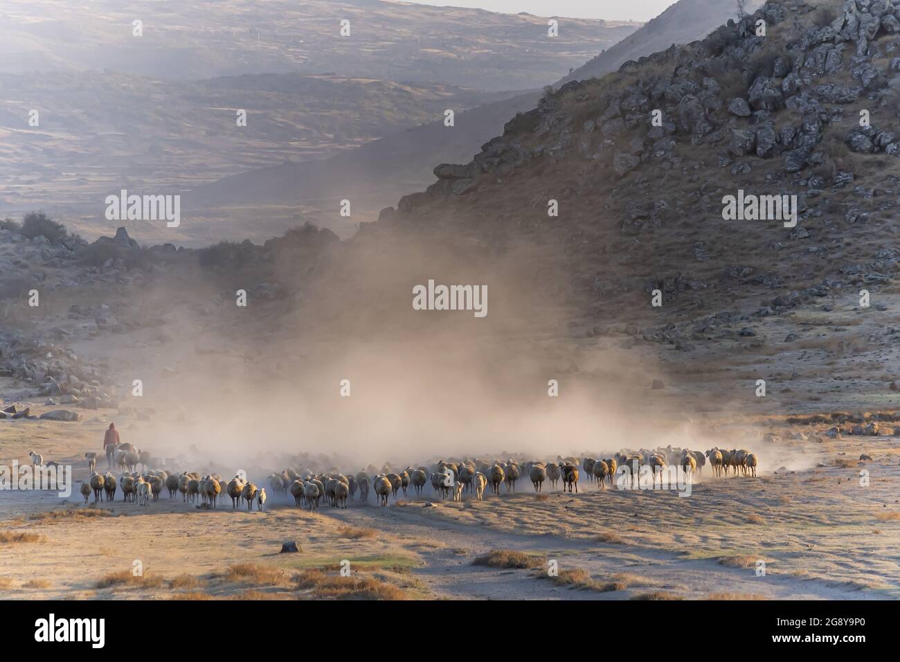 Flock of sheep in a mountain valley during sunset Stock Photo - Alamy
