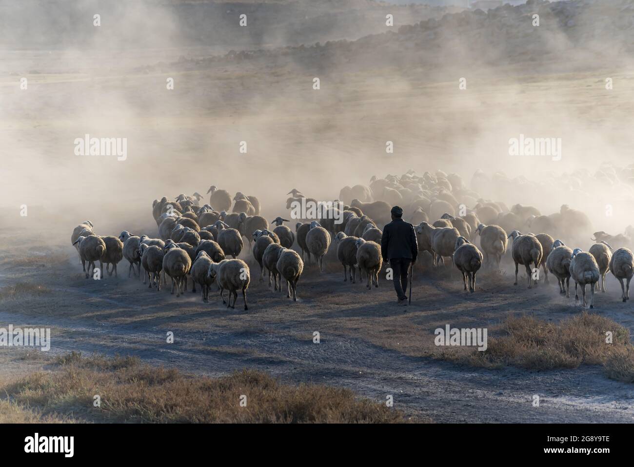 Flock of sheep in a mountain valley during sunset Stock Photo - Alamy