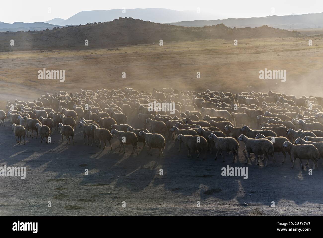 Flock of sheep in a mountain valley during sunset Stock Photo - Alamy