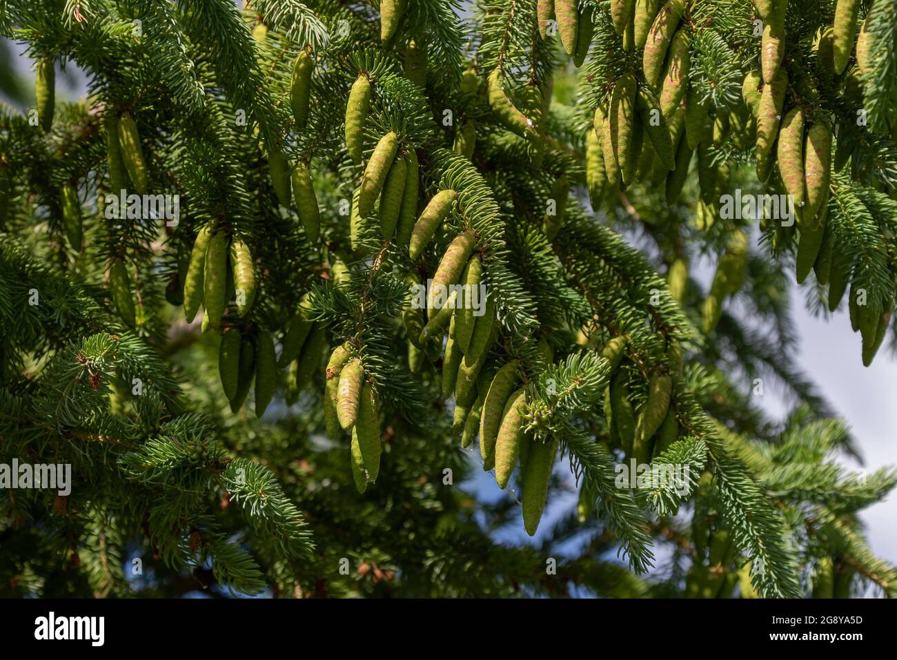The white spruce cones ( Picea glauca ) , native in North America Stock Photo