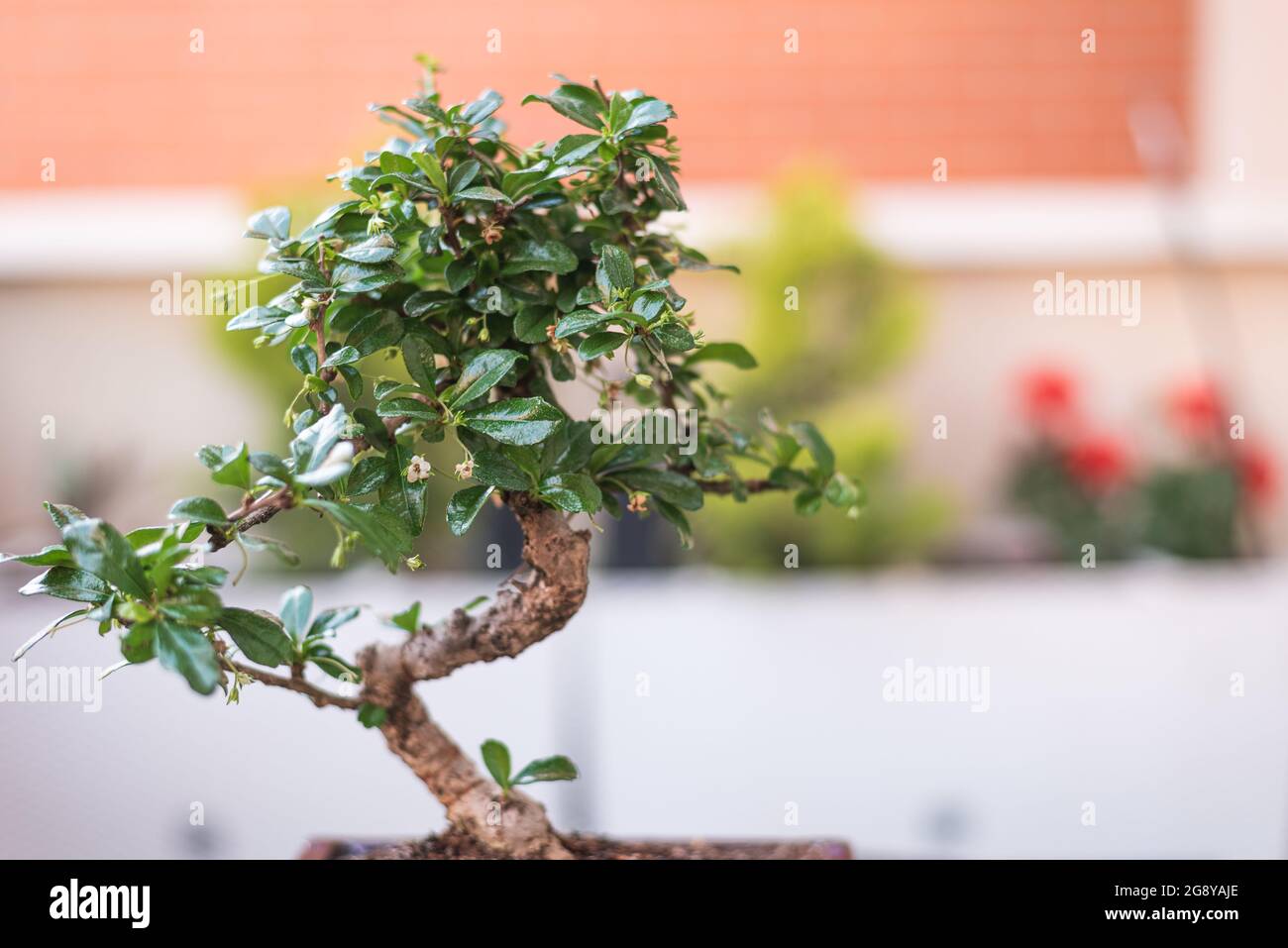 Chinese green bonsai tree Isolated on white background Stock Photo - Alamy