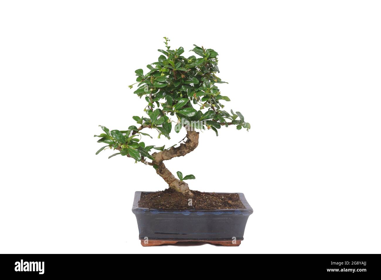 Chinese green bonsai tree Isolated on white background Stock Photo - Alamy