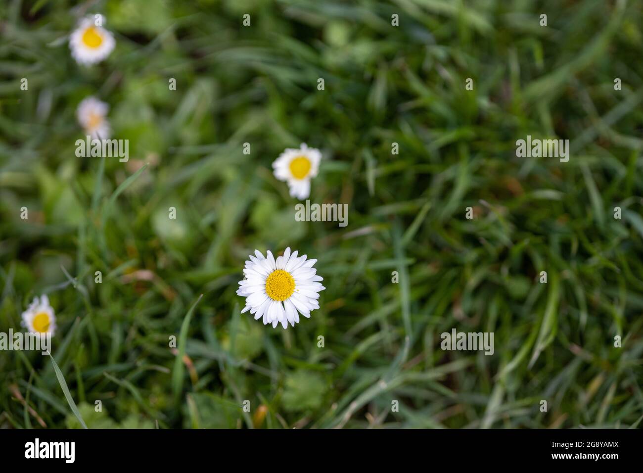 Many small daisies bloom in the meadow in spring or summer Stock Photo