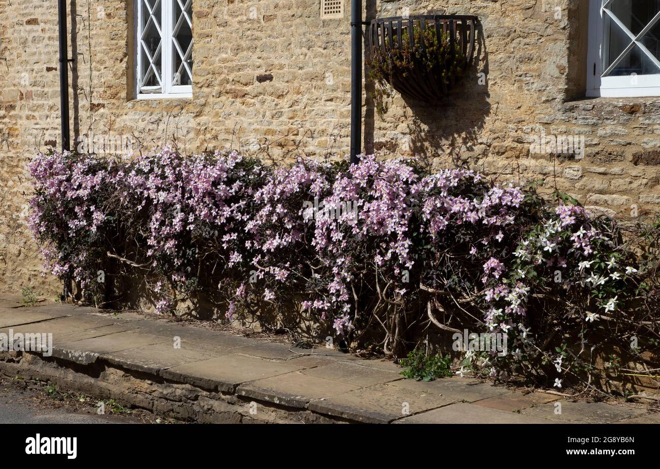 Summer wall climbing clematis on cottage,england Stock Photo
