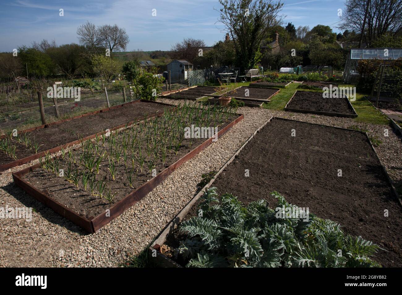 Raised beds and gravel paths on english allotment,England Stock Photo