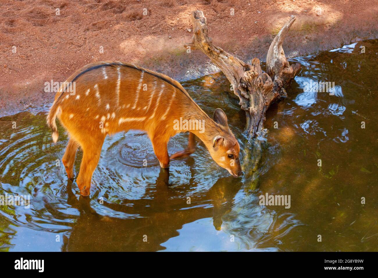 Sitatunga or marshbuck (Tragelaphus spekii).  A swamp dwelling antelope.  This female example was photographed in the Bioparc, Fuengirola, Malaga Prov Stock Photo