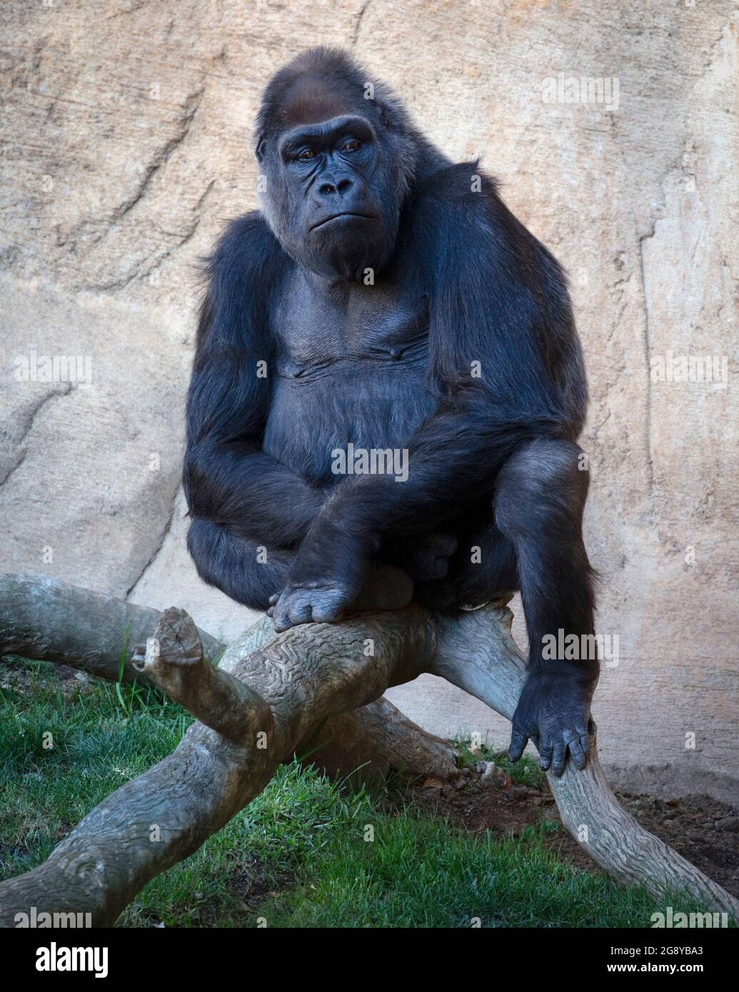 Western Lowland Gorilla (Gorilla gorilla gorilla).  A critically endangered species.  This silverback male was photographed in the Bioparc, Fuengirola Stock Photo