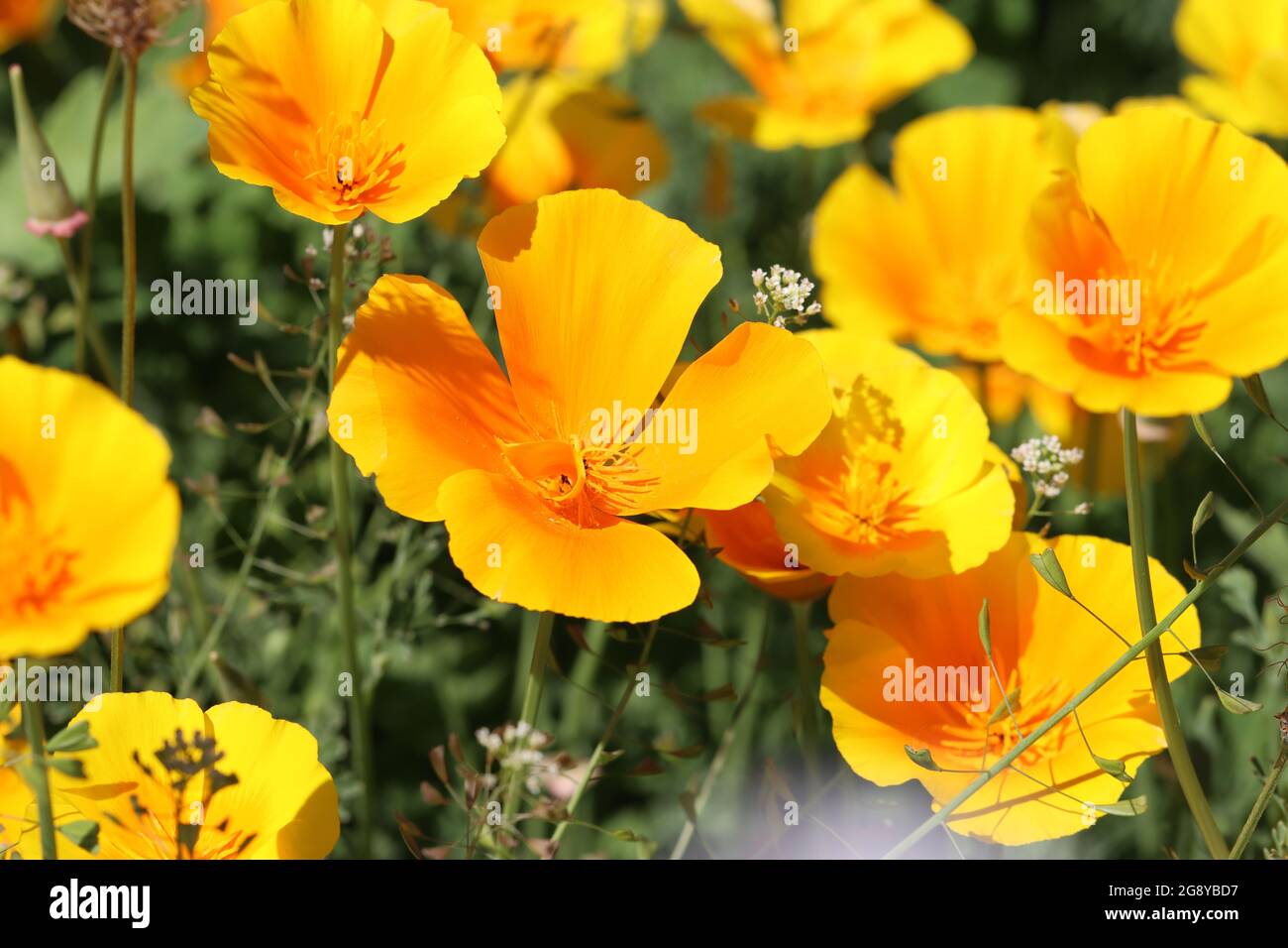 close-up of california poppy Stock Photo