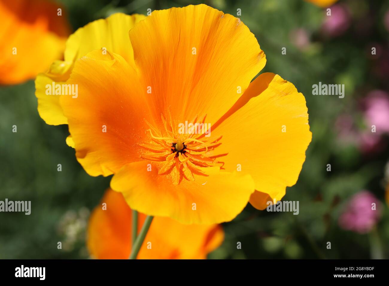 close-up of california poppy Stock Photo