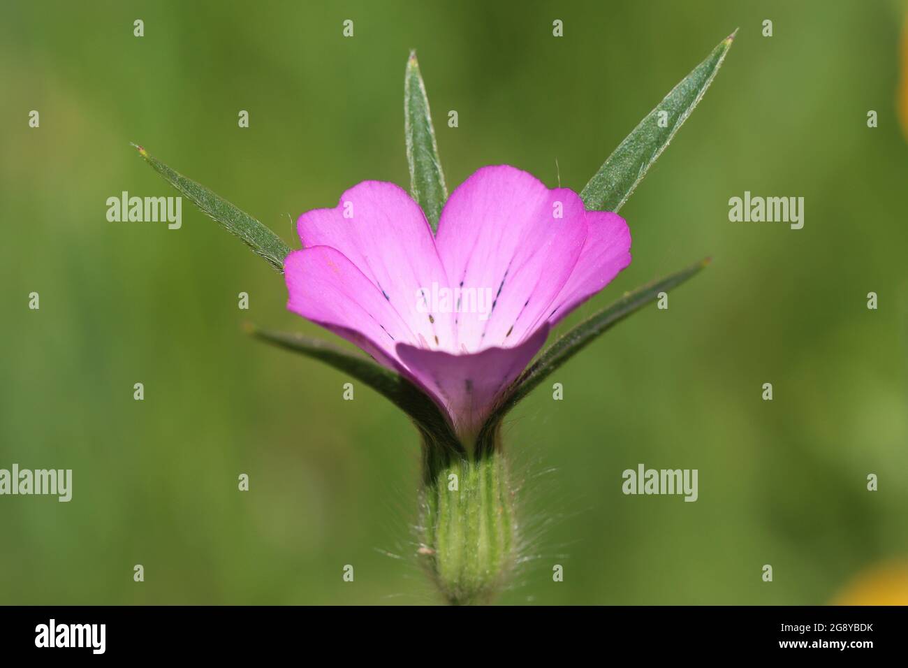 close-up of a conrade flower Stock Photo