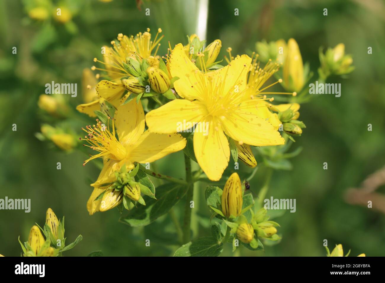 Hypericum perforatum als Nahaufnahme Stock Photo