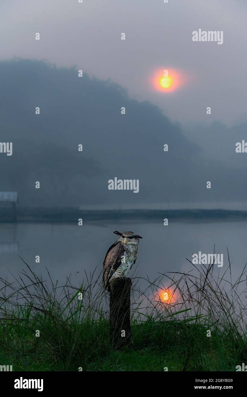 Barred Eagle-Owl with scientific name of Bubo Sumatranus is standing on the pole right next the pond at dusk with foggy background and sun reflection Stock Photo