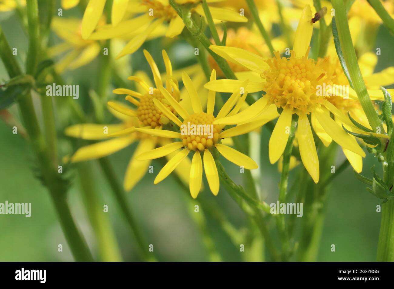 gelbe Blüten der Jacobaea vulgaris als Nahaufnahme Stock Photo