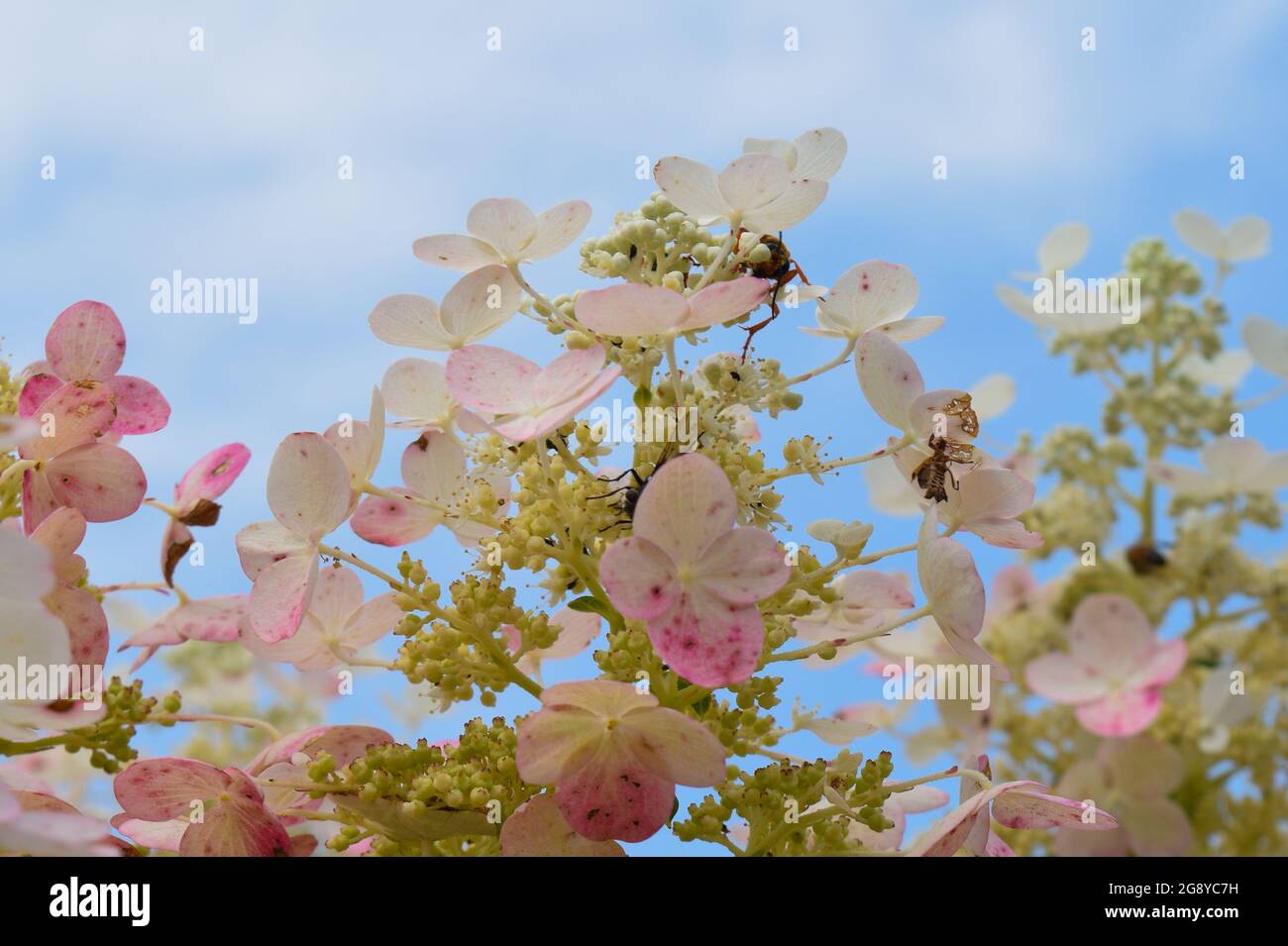 flowering shrub blooms with insects Stock Photo