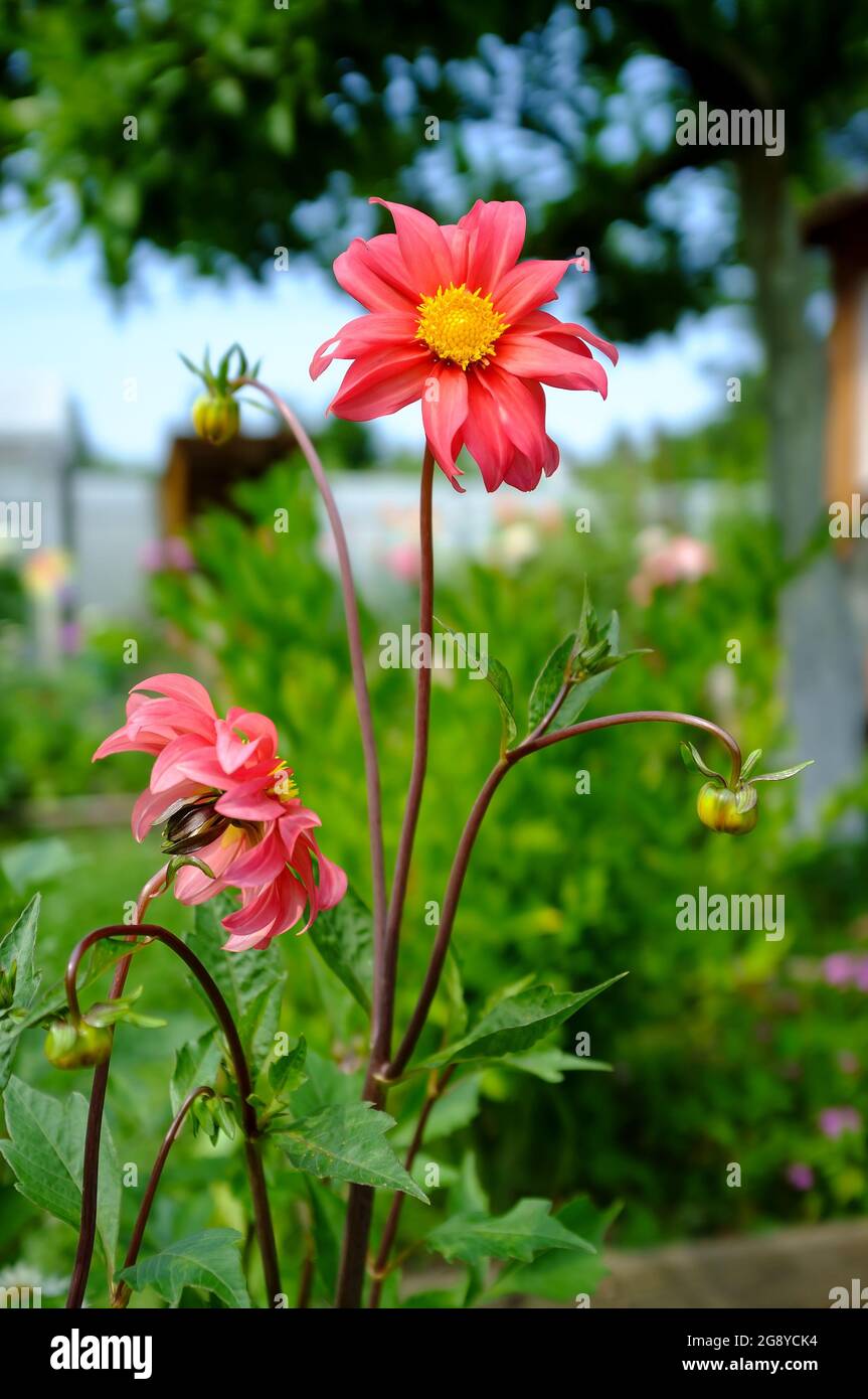 Beautiful flowers with red petals and unblown buds, in the garden, against a blurred background. Stock Photo