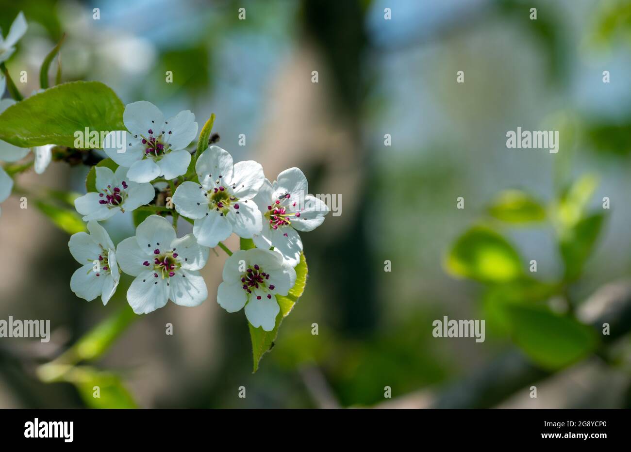 The beautiful dainty ornamental pear tree blossom is a welcome sign of spring in southwest Missouri. Bokeh effect. Stock Photo