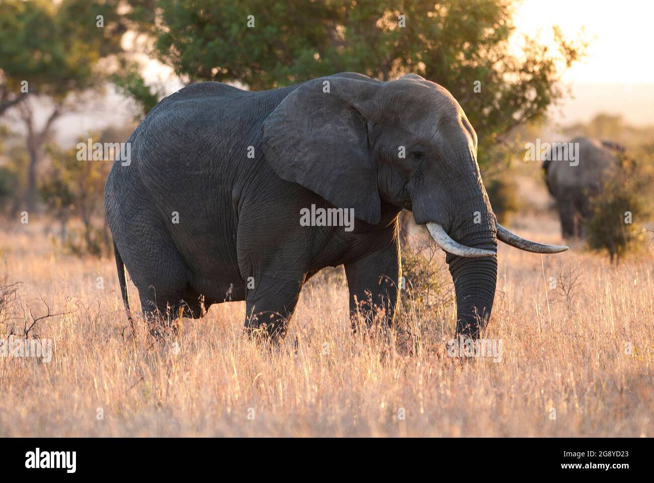 African elephant in African Savanna environment, Kruger National Park, South Africa. Stock Photo