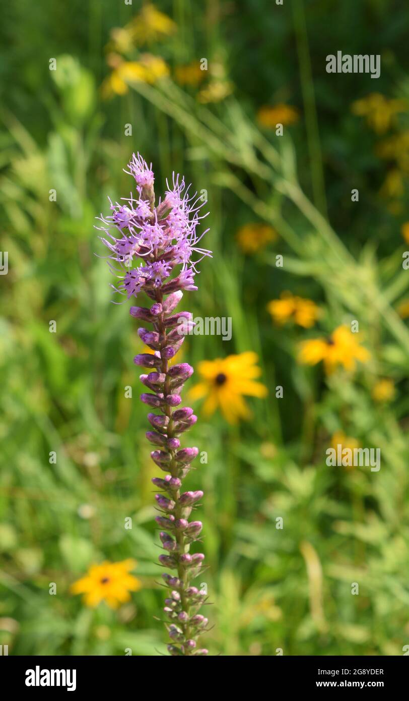 Prairie gay feather bloom in a meadow Stock Photo