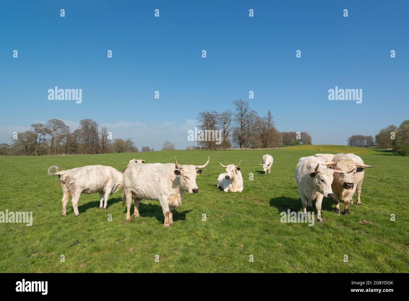 White park cattle herd hi-res stock photography and images - Alamy