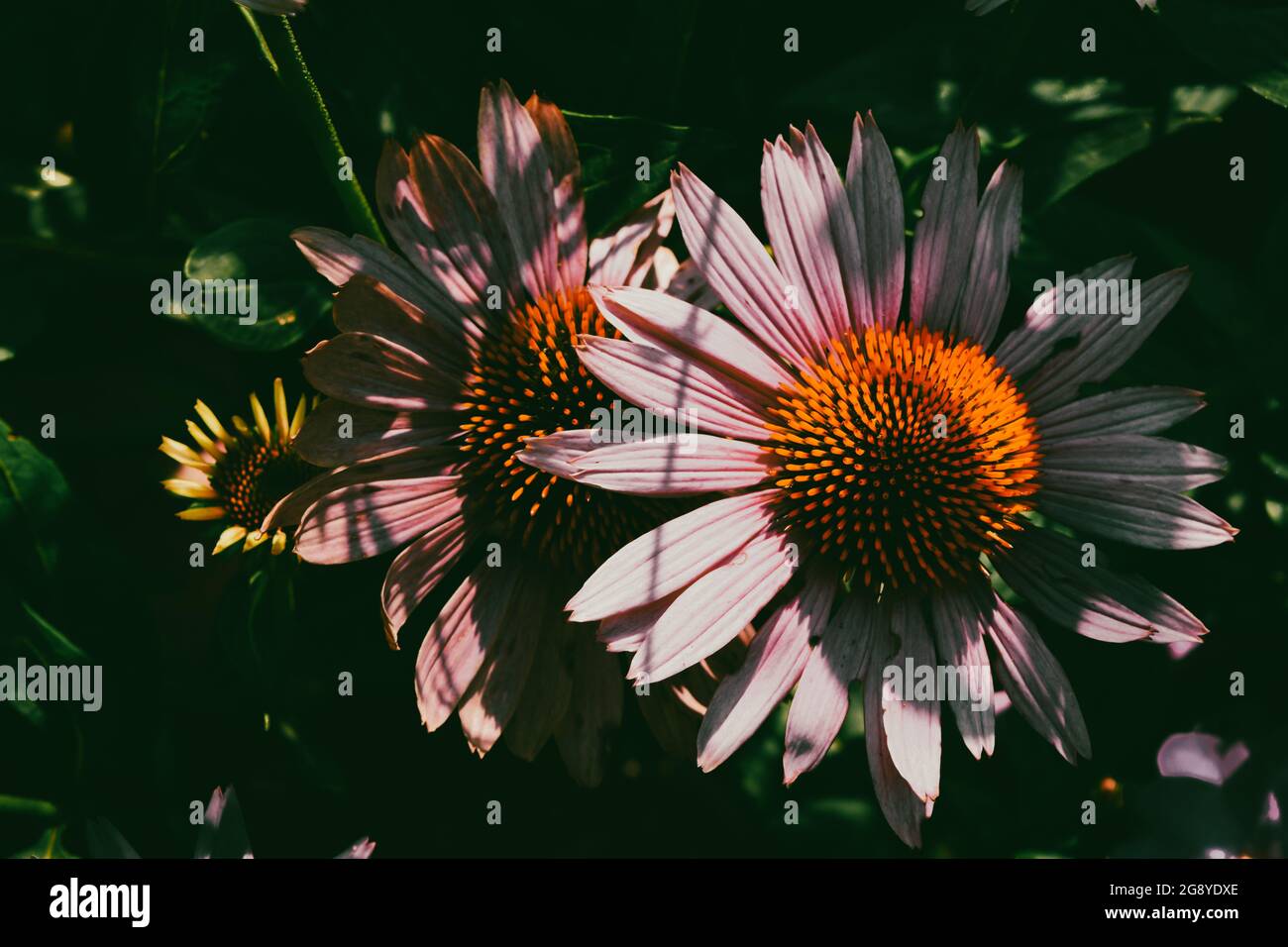 Coneflowers in the sun and shade Stock Photo Alamy