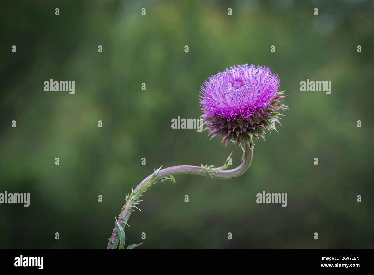 Carduus acanthoides grass, in Pampas environment , invasive European ...