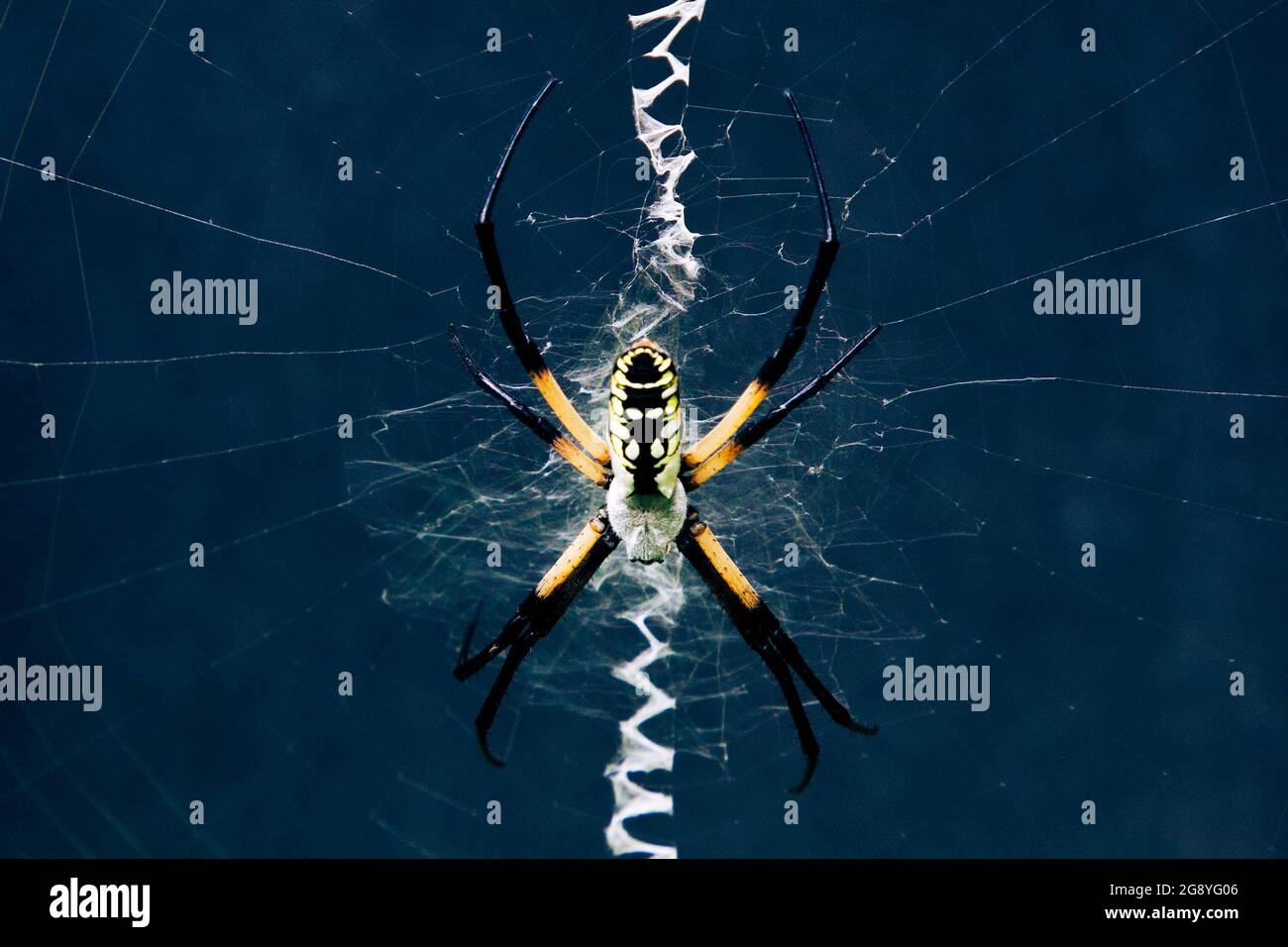 Black and yellow garden spider in zig zag web against a dark background Stock Photo