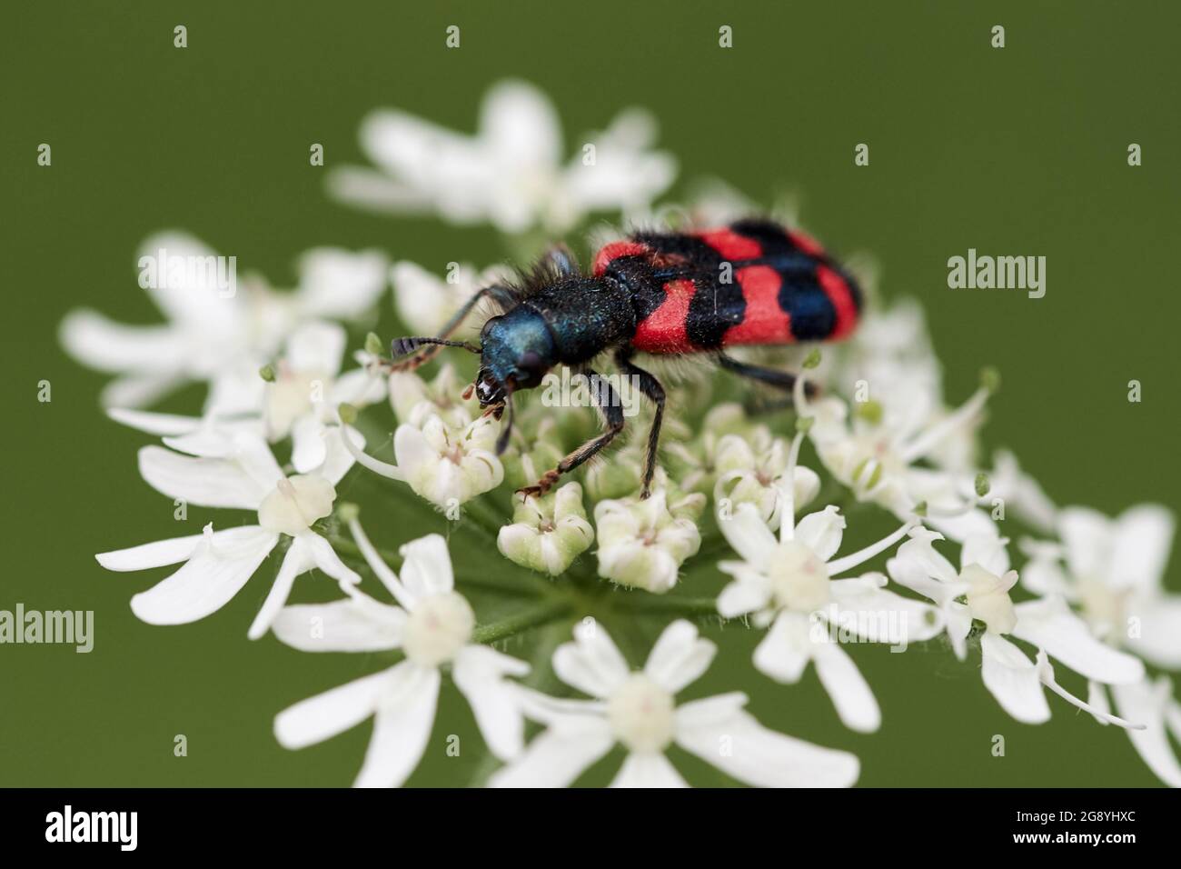 Trichodes apiarius, hairy small beetle with bright red colour and black bands crawling on a white wild flower. Stock Photo