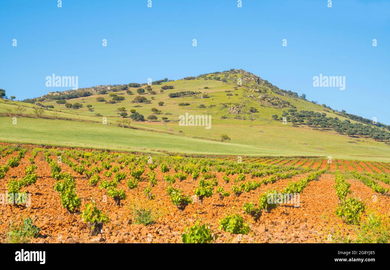 Vineyard. Fuente El Fresno, Ciudad Real province, Castilla La Mancha, Spain. Stock Photo
