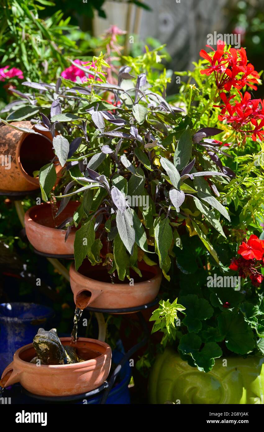 Sage herb growing in garden water feature UK Stock Photo Alamy