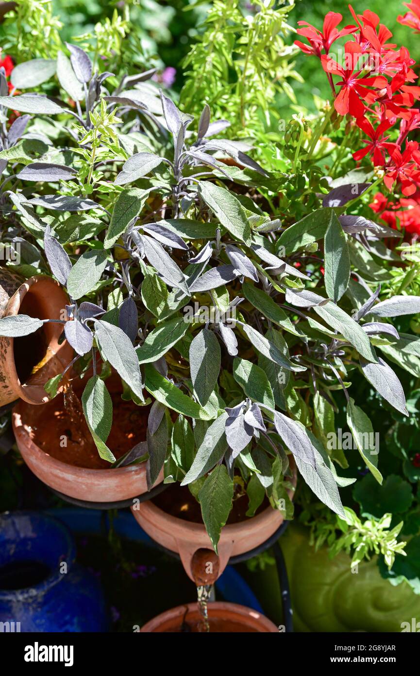 Sage herb growing in garden water feature UK Stock Photo Alamy