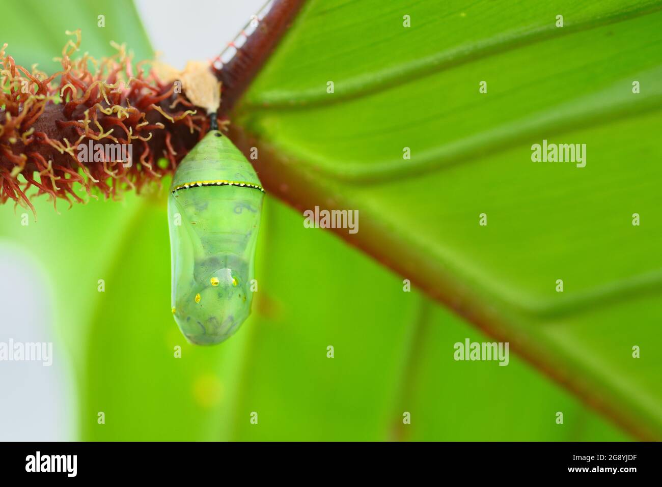 Tropical butterfly cocoons chrysalis, hanging from a leaf and ready to