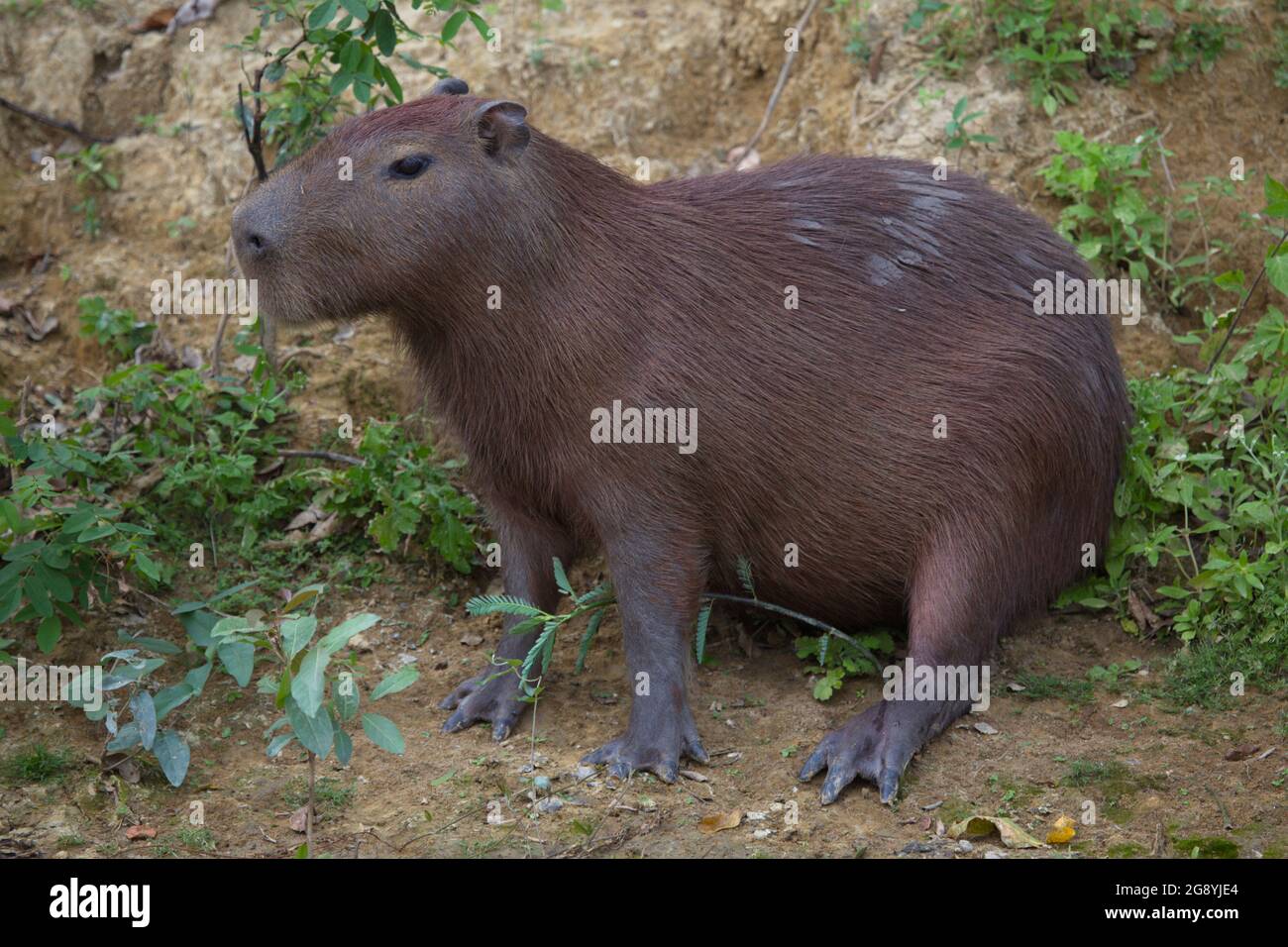 Side on closeup portrait of Capybara (Hydrochoerus hydrochaeris) feeding on green grass, Pampas del Yacuma, Bolivia. Stock Photo