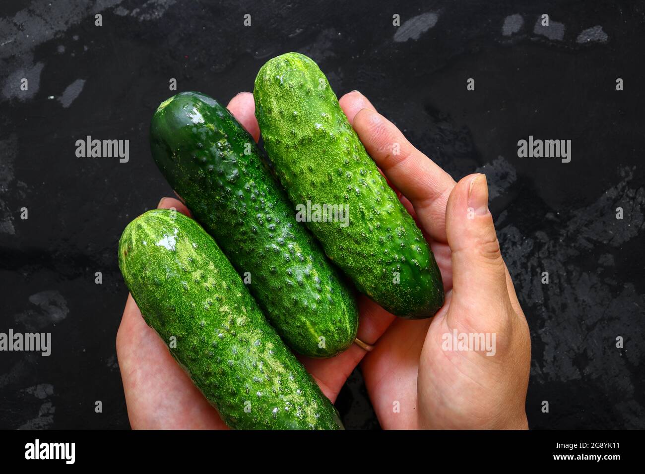 Fresh cucumber on a dark background. Three cucumbers in the hands of a woman. Vegetarian and raw food diet. Stock Photo