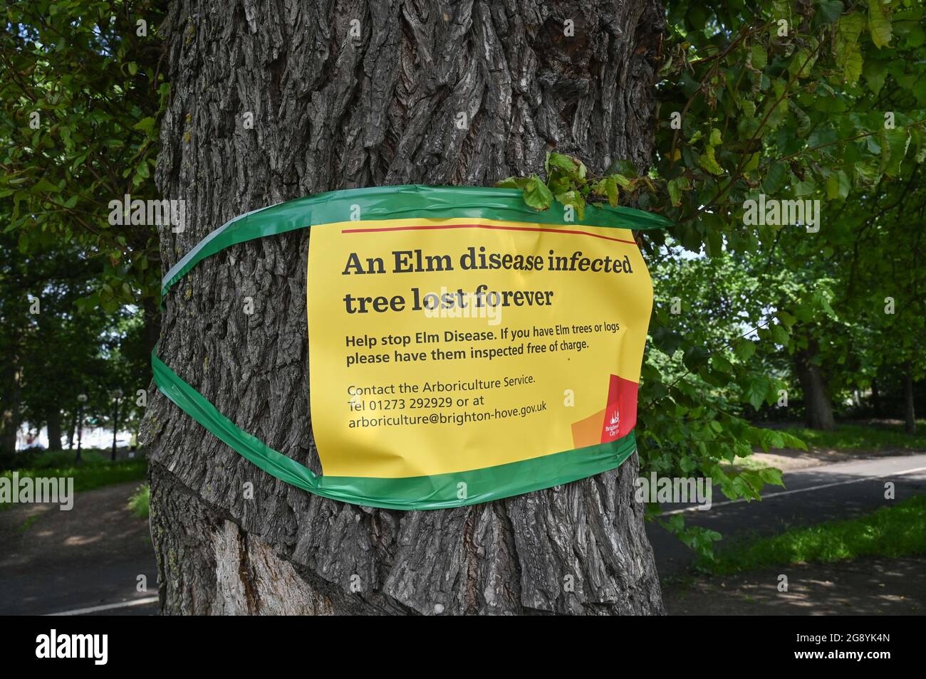 Elm Tree disease has become a major problem in Brighton Sussex UK A sign on a tree at The Level in Brighton UK Stock Photo