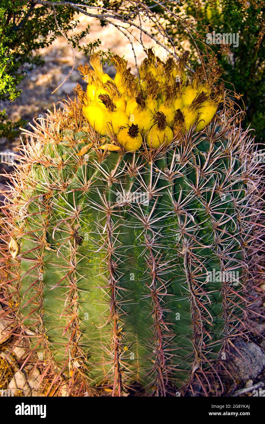 Golden Barrel Cactus: Bloom Or No Bloom 