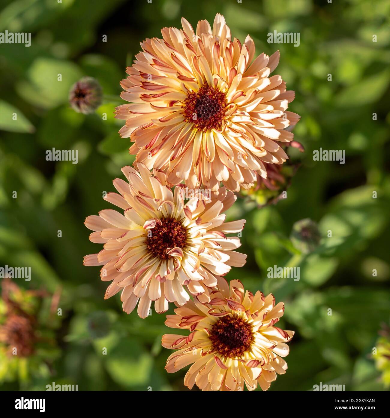Touch of Red Buff variety of Calendula officinalis. With coffee coloured petal fronts and crimson reverse growing in a UK garden Stock Photo