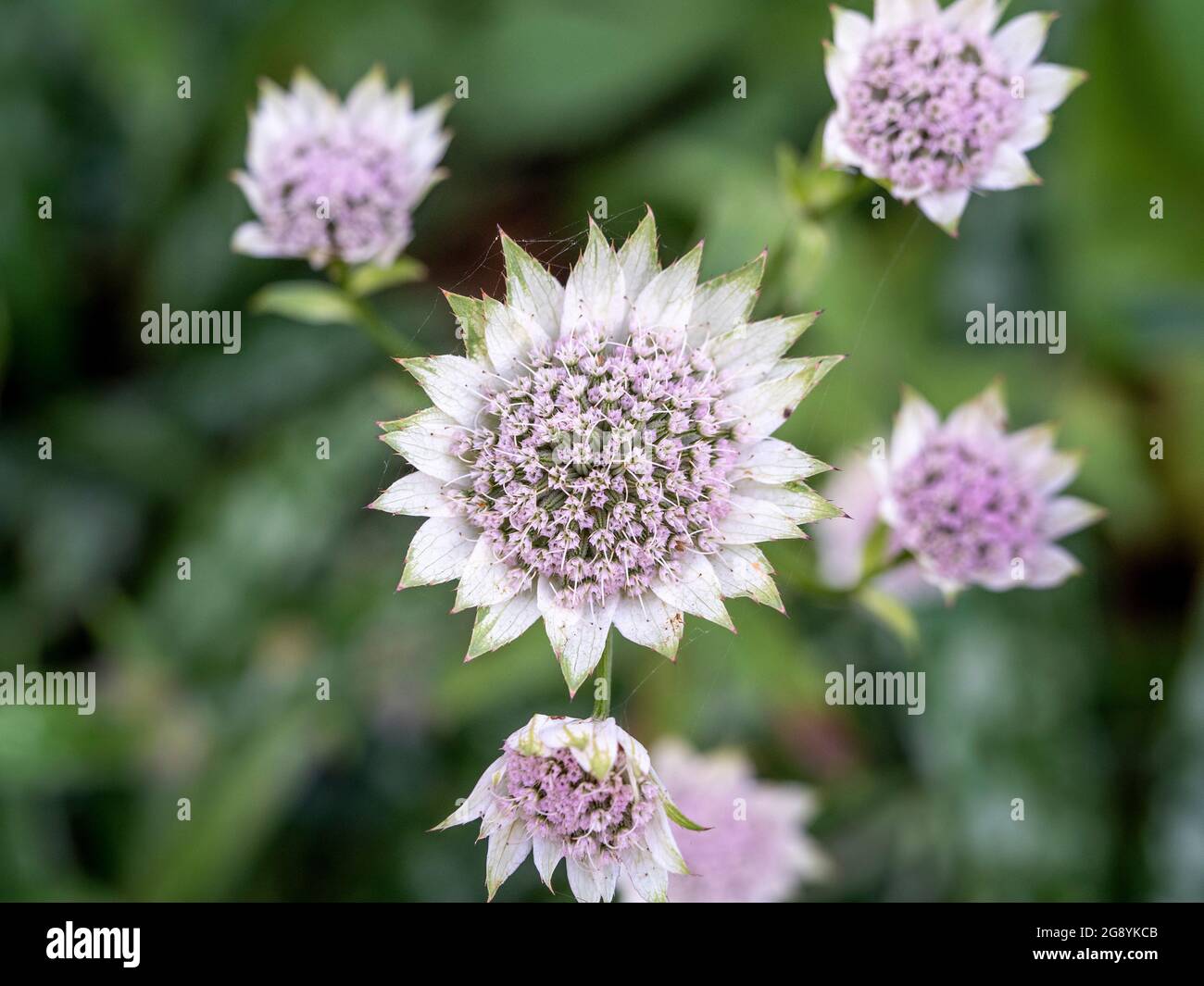 Astrantia major 'Buckland' with its pale pink star shaped flowers surrounded by white bracts tipped with green. Growing in a UK garden. Stock Photo