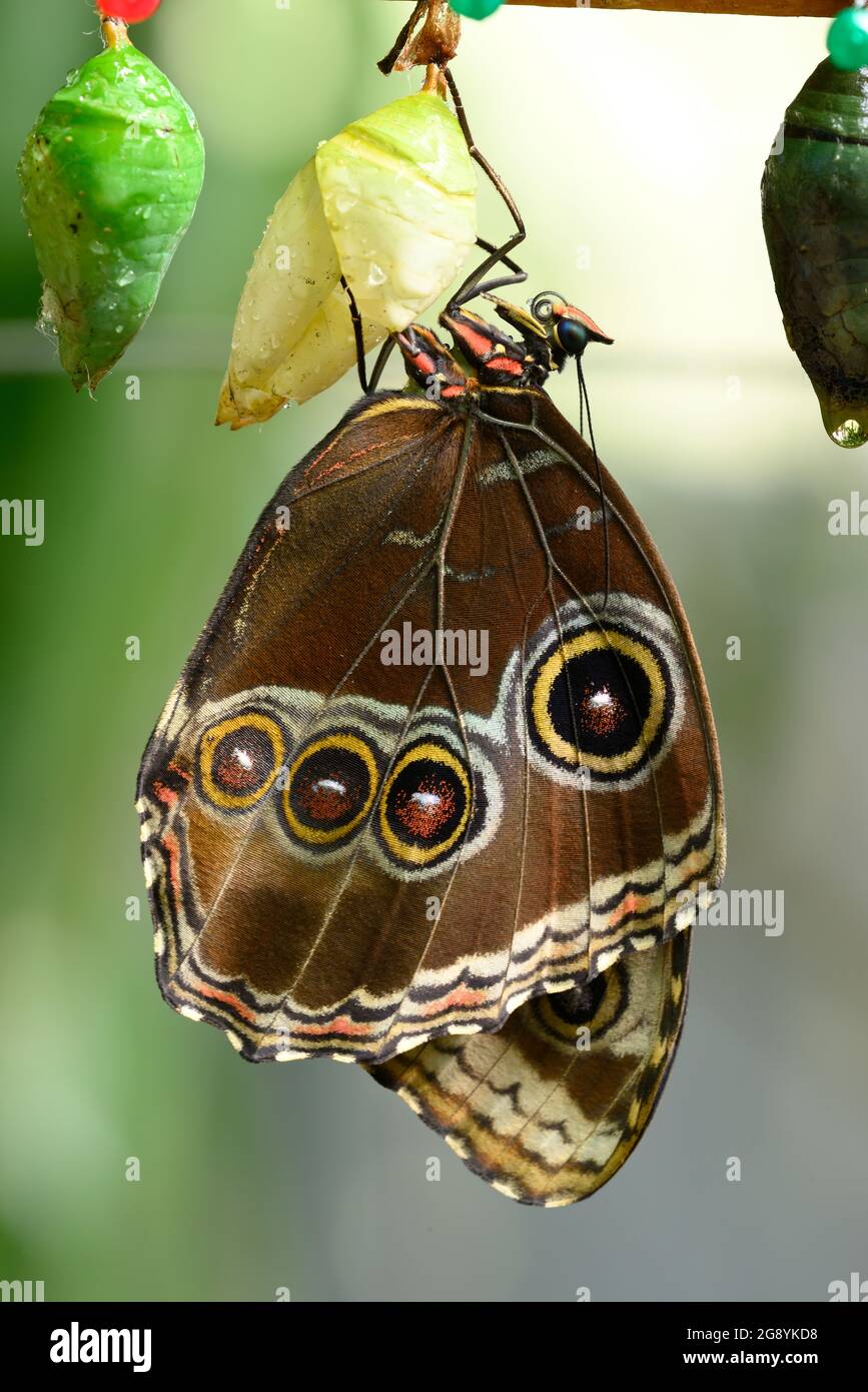 Close up of tropical Morpho butterfly coming out of chrysalis Stock