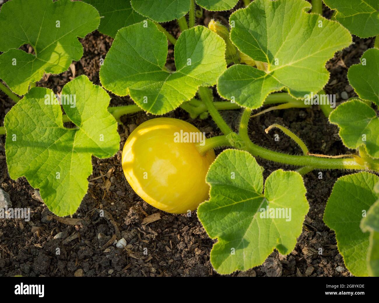 Young pumpkin with its spiky stem growing in a garden. Stock Photo