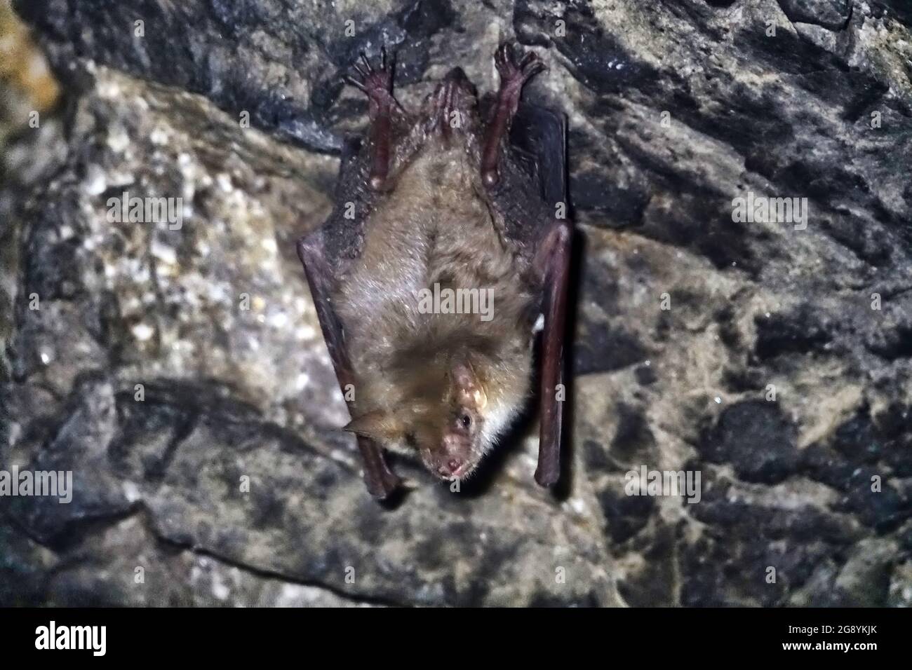 Lesser mouse-eared bat (Myotis blythii) in an artificial cave, North Caucasus, wintertime. Males of this species hibernate singly Stock Photo