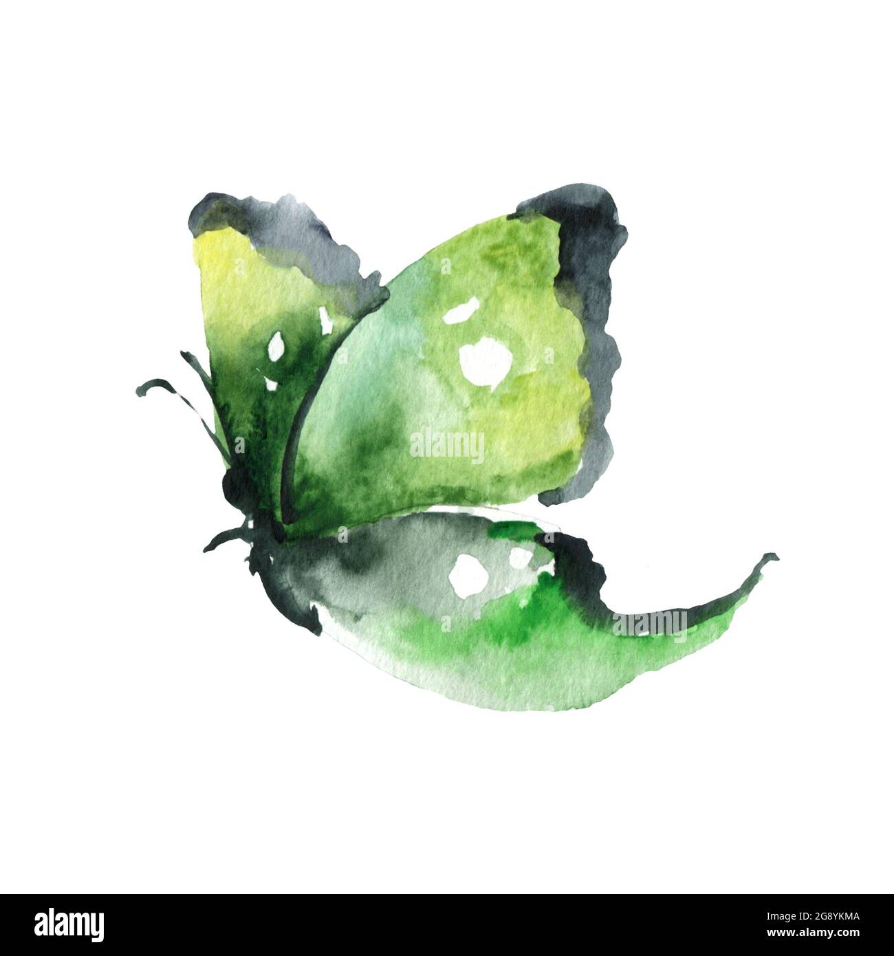 Illustration of watercolor butterflies isolated on white background ...