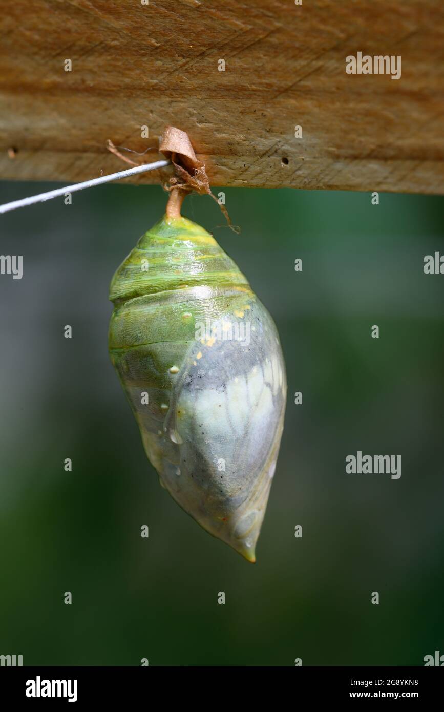 Close up of tropical Morpho butterfly coming out of chrysalis Stock