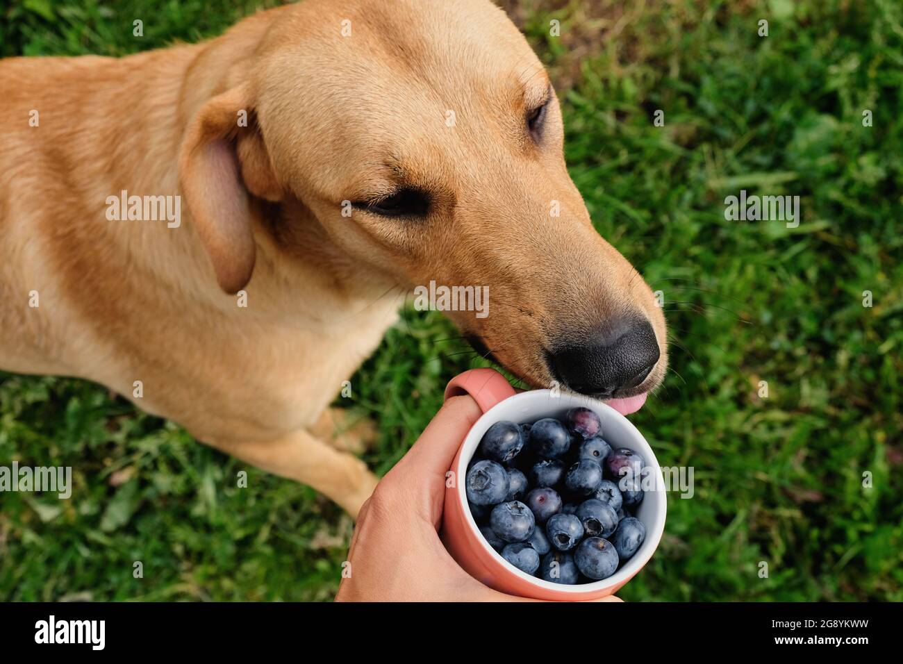 Dog berries hi res stock photography and images Alamy
