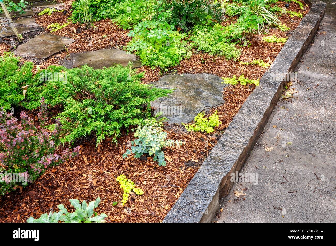 Flagstone stepping stones create a meandering path through a woodland garden. Stock Photo