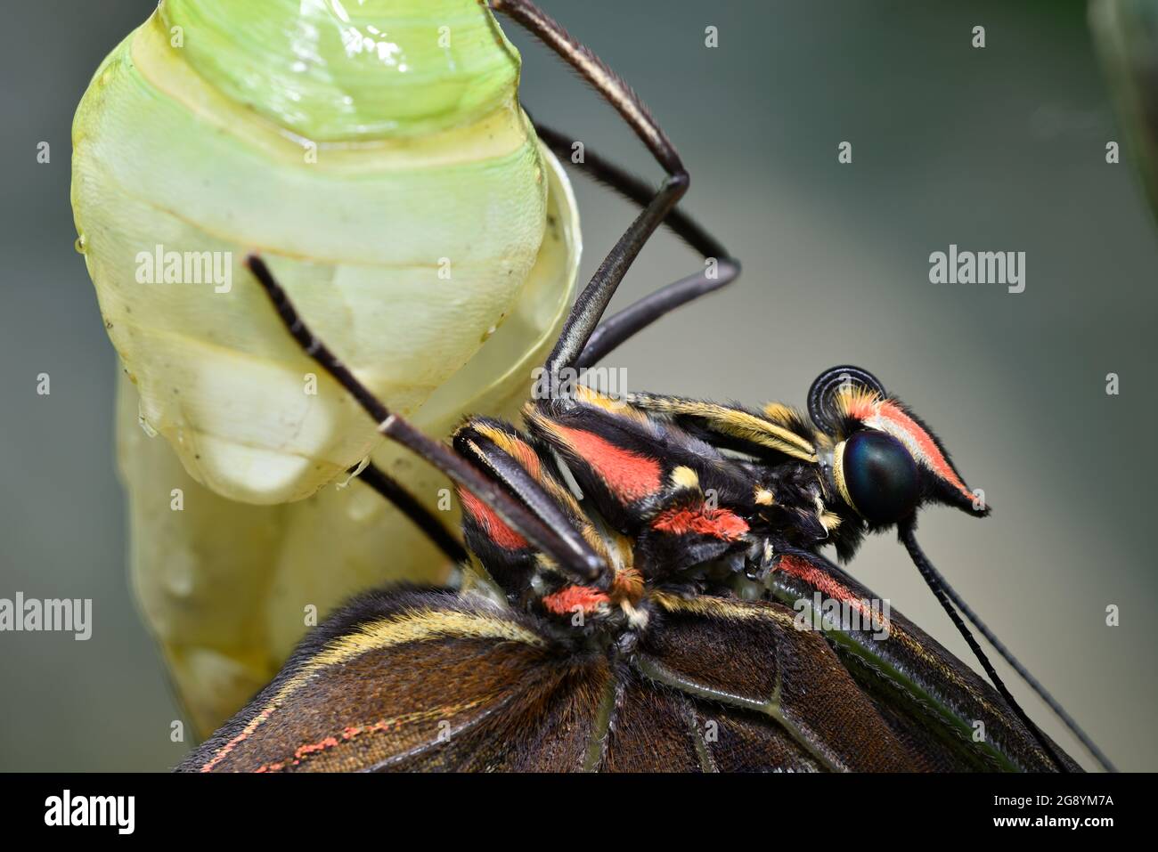 Close up of tropical Morpho butterfly coming out of chrysalis Stock