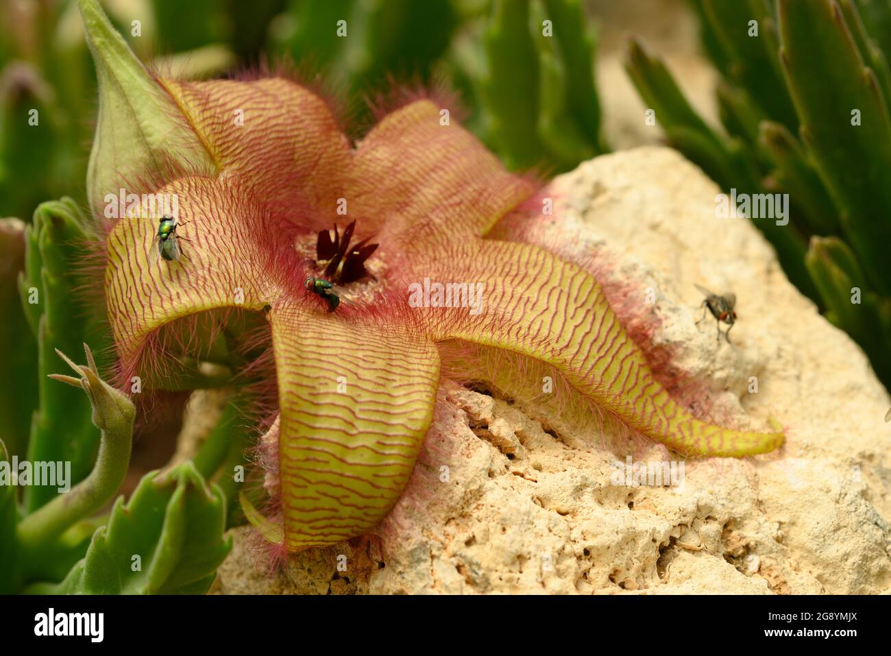Flower detail of Stapelia gigantea,  Zulu giant, carrion plant, toad plant with green flies laying eggs at its center. Stock Photo